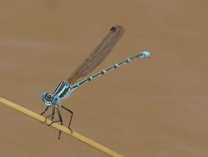 J19_2829 Austrolestes aridus male.JPG